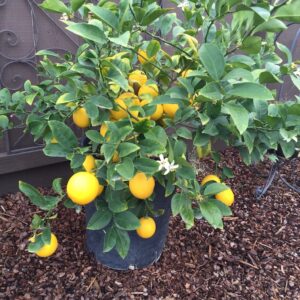 Honey Murcott (Citrus reticulata)