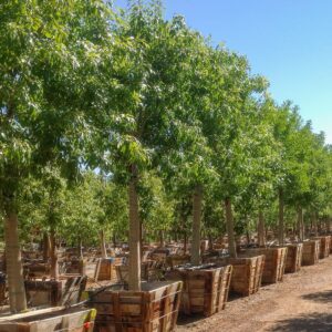 Chokecherry (Prunus fraxinus oxicarpa)