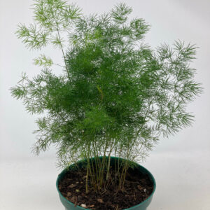 Wild Asparagus (Asparagus retrofractus)