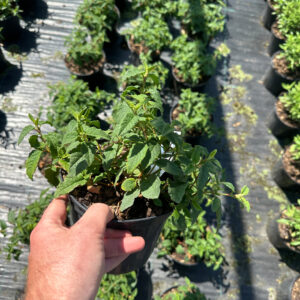 Rock Rose (Cistus Hybridus)