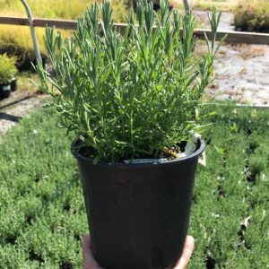 Spanish lavender (Lavandula stoechas subsp. quastii)
