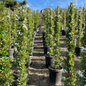 potato vine (Solanum jasminoides)