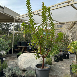 Strawberry tree (Arbutus marina)