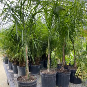 Queen Palm (Syagrus romanzoffiana)