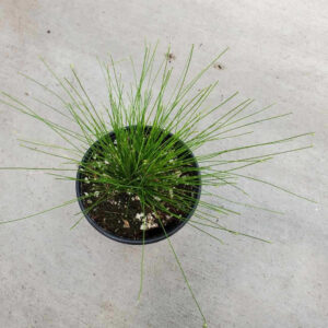 bulrush (Isolepis cernua)