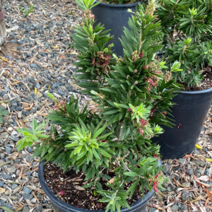 Little John Bottlebrush (Callistemon viminalis "Little John")
