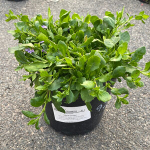 Mauve Clusters (Scaevola aemula)