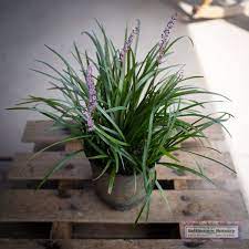 Silver Dragon Liriope (Liriope muscari 'Silver Dragon')