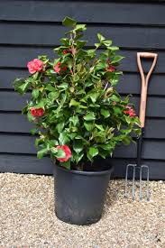 Japonica (Camellia japonica)