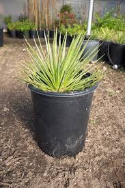 Twinflower Agave (Agave geminiflora)