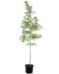 Scarlet Oak (Quercus coccinea)