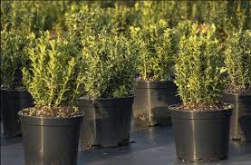 English Boxwood (Buxus sempervirens)
