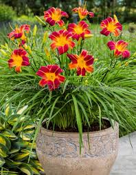 Daylily Mix (Hemerocallis spp.)
