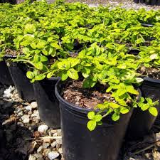 Carmel Creeper (Ceanothus horizontalis 'Carmel Creep')