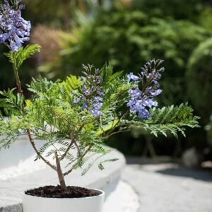 Jacaranda Blue (Jacaranda mimosifolia)