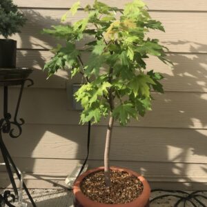 Silver Maple (Acer saccharinum)