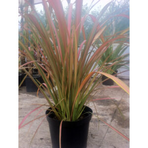 New Zealand Flax (Jester) (Phormium 'Jester')