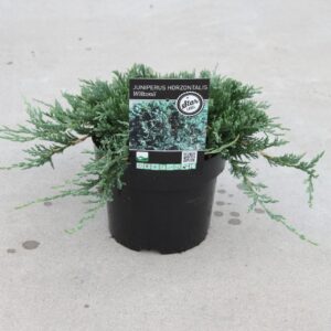Blue Rug Juniper (Juniperus horizontalis 'Wiltonii')