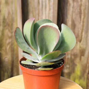 Flapjacks (Kalanchoe luciae)