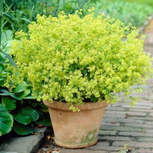 Alchemilla mollis (Lady's mantle)