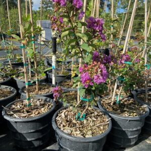 Catawba Crapemyrtle (LAGERSTROEMIA INDICA 'CATAWBA')