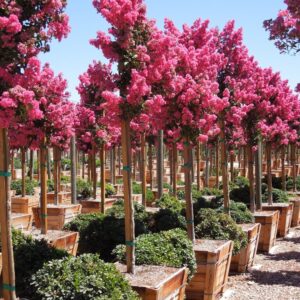 Tuscarora Crape Myrtle (Lagerstroemia indica 'Tuscarora')
