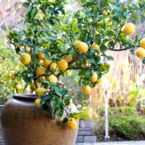 Eureka lemon (Citrus limon)