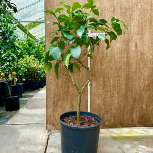 Lisbon lemon (Citrus limon)