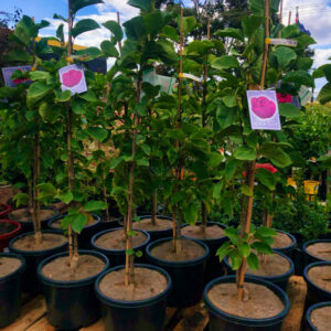 Black Tulip Magnolia (Magnolia liliiflora)