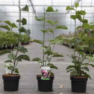 Black Tulip Magnolia (Magnolia liliiflora 'Nigra')