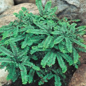 Maidenhair Fern (Adiantum pedatum)