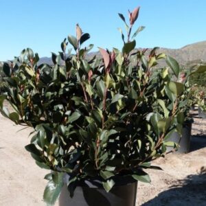 Majestic Beauty (Rhaphiolepis umbellata)