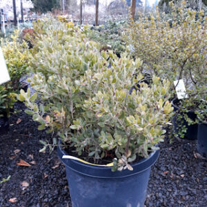 McMinn manzanita (Arctostaphylos howard mcminn)