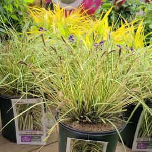 Japanese sedge (Carex morrowii 'Evergold')