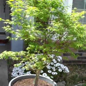 Japanese Maple (Acer palmatum)
