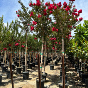 Tuscarora Crape Myrtle (Lagerstroemia indica 'Tuscarora')