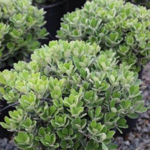 kohuhu (PITTOSPORUM CRASSIFOLIUM)