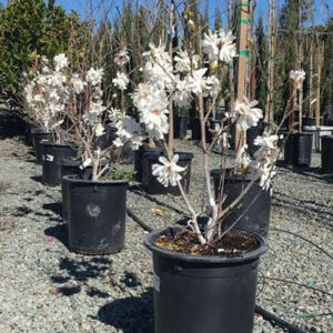 Royal Star Magnolia (Magnolia stellata 'Royal Star')