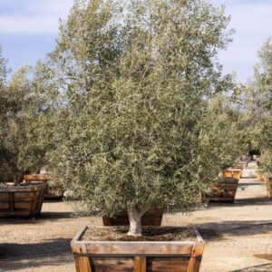 Bonita Olive (Olea europaea 'Bonita')
