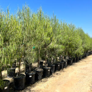 Wilson's sallee (Geijera parviflora)