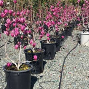 Saucer Magnolia (Magnolia soulangeana 'Alexandrina')