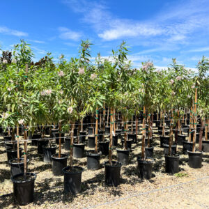 Pink Dawn Tree (Chitalpa tashkentensis)