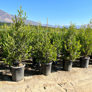 Carolina laurel cherry (Prunus caroliniana 'Multi')