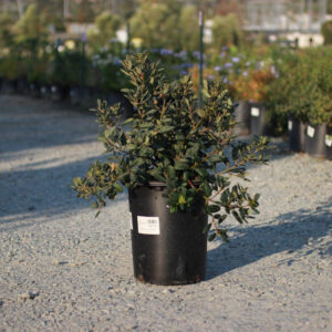 coffeeberry (Rhamnus californica)