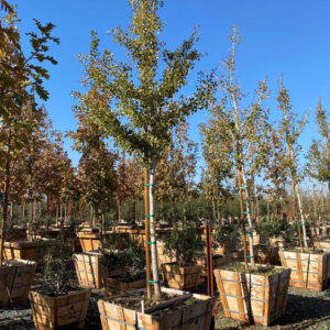 Fairmont (Ginkgo biloba)