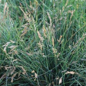 Canyon Prince (Leymus condensatus)