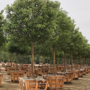 camphor tree (Cinnamomum camphora)