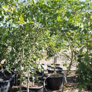 Mexican Lime (Citrus aurantiifolia)