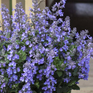 Catmint (Nepeta)
