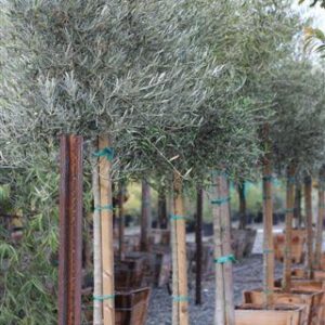 'Frantoio' (Olea europaea 'Majestic Beauty')